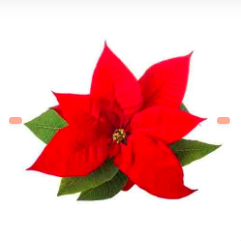 FLOR DE PASCUA