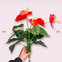 Flores