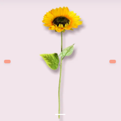 Girasol