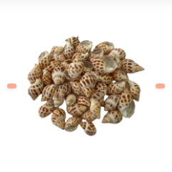 CARACOLES DE ADORNOS