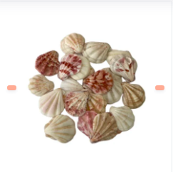 CONCHAS DE ADORNO